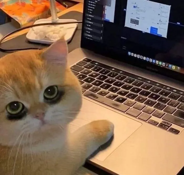 Khám phá 98+ meme con mèo hài hước nhất mọi thời đại