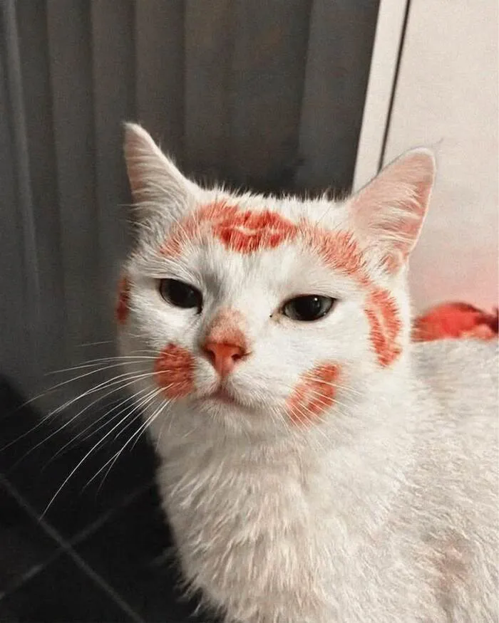 Khám phá 98+ meme con mèo hài hước nhất mọi thời đại