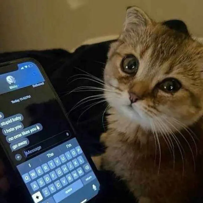 Khám phá 98+ meme con mèo hài hước nhất mọi thời đại