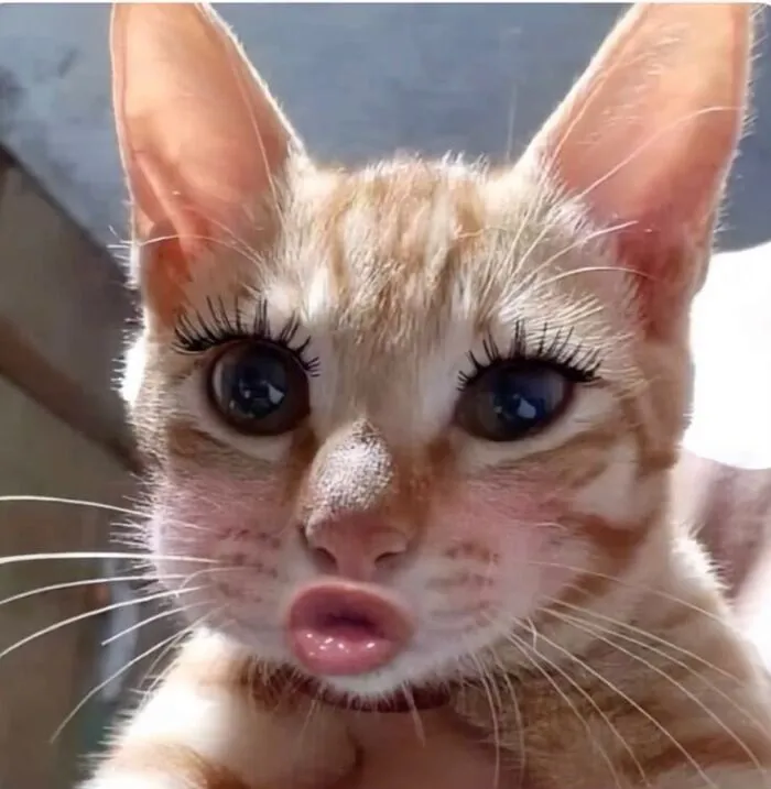 Khám phá 98+ meme con mèo hài hước nhất mọi thời đại