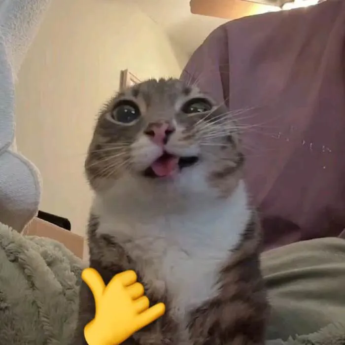 Khám phá 98+ meme con mèo hài hước nhất mọi thời đại