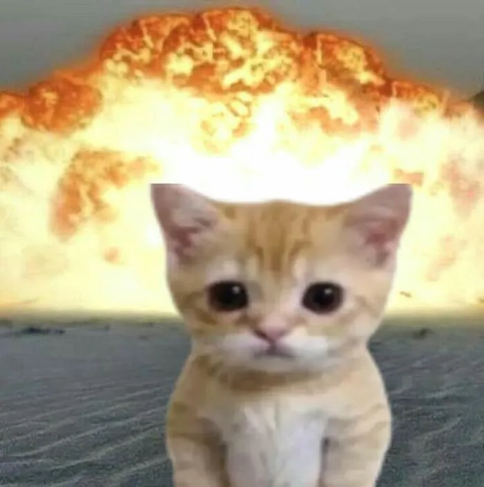 Khám phá 98+ meme con mèo hài hước nhất mọi thời đại