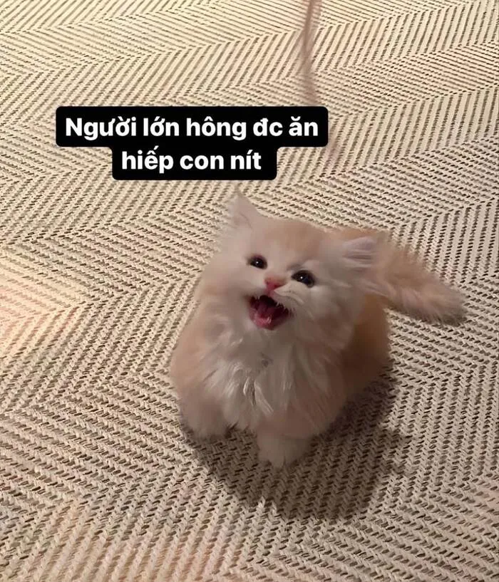 Tuyển tập 137+ meme đáng yêu, hài hước làm tan chảy trái tim