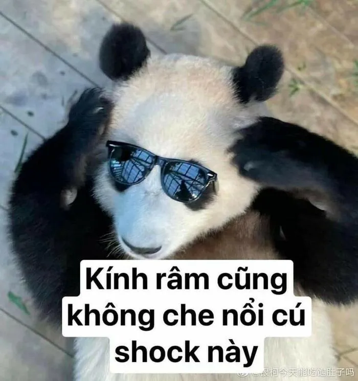 Tuyển tập 137+ meme đáng yêu, hài hước làm tan chảy trái tim