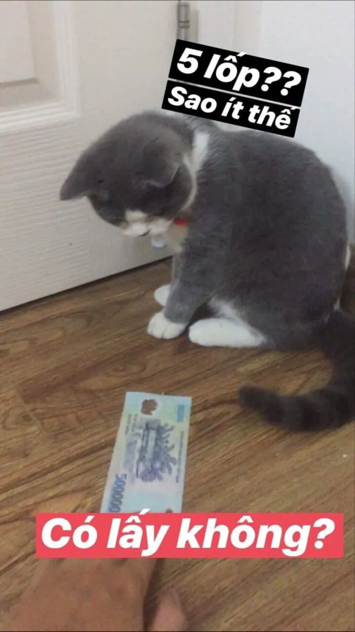 Tuyển tập 137+ meme đáng yêu, hài hước làm tan chảy trái tim