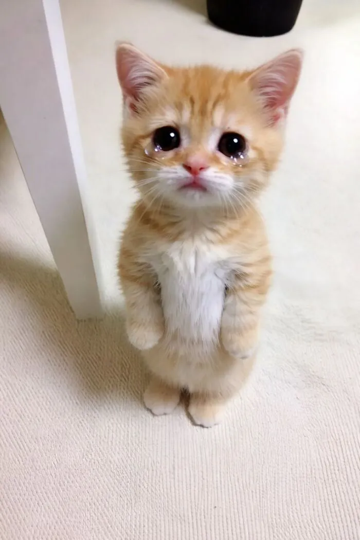 Tuyển tập 137+ meme đáng yêu, hài hước làm tan chảy trái tim