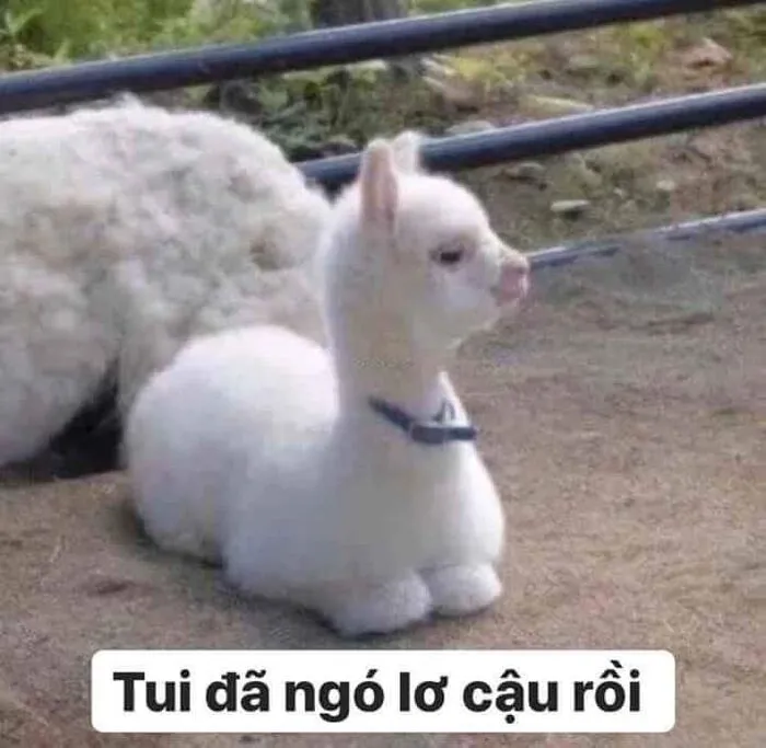 Tuyển tập 137+ meme đáng yêu, hài hước làm tan chảy trái tim
