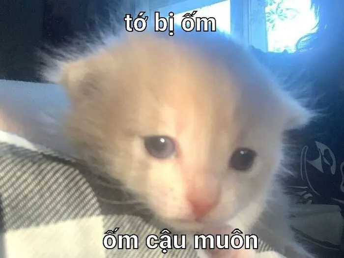 Tuyển tập 137+ meme đáng yêu, hài hước làm tan chảy trái tim