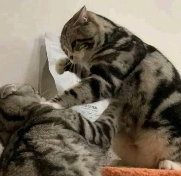 93+ meme đánh nhau cực hài hước khiến bạn cười ra nước mắt 93+ meme đánh nhau cực hài hước khiến bạn cười ra nước mắt