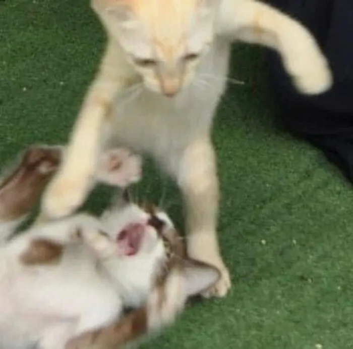 93+ meme đánh nhau cực hài hước khiến bạn cười ra nước mắt 93+ meme đánh nhau cực hài hước khiến bạn cười ra nước mắt