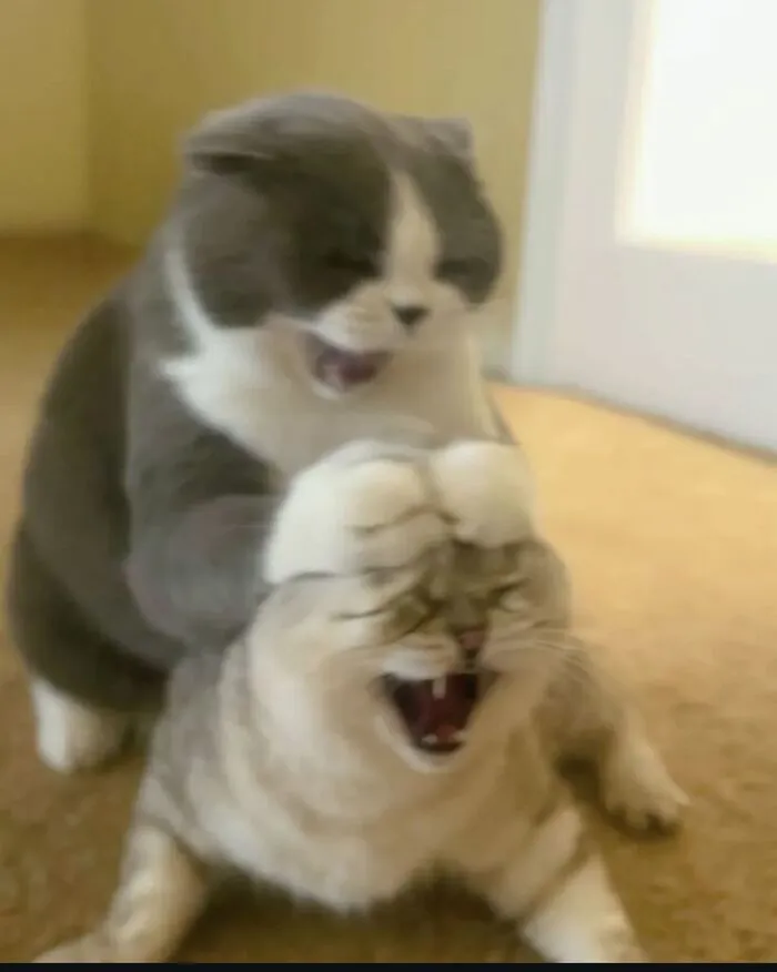 93+ meme đánh nhau cực hài hước khiến bạn cười ra nước mắt 93+ meme đánh nhau cực hài hước khiến bạn cười ra nước mắt