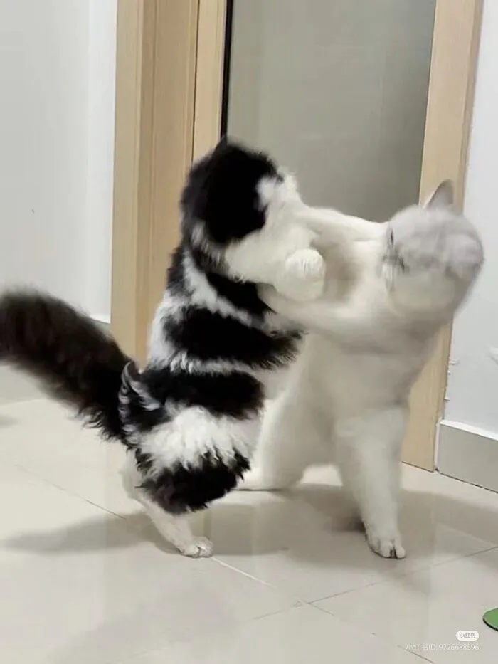 93+ meme đánh nhau cực hài hước khiến bạn cười ra nước mắt 93+ meme đánh nhau cực hài hước khiến bạn cười ra nước mắt