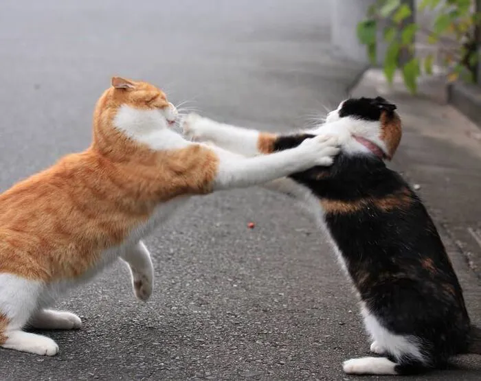 93+ meme đánh nhau cực hài hước khiến bạn cười ra nước mắt 93+ meme đánh nhau cực hài hước khiến bạn cười ra nước mắt