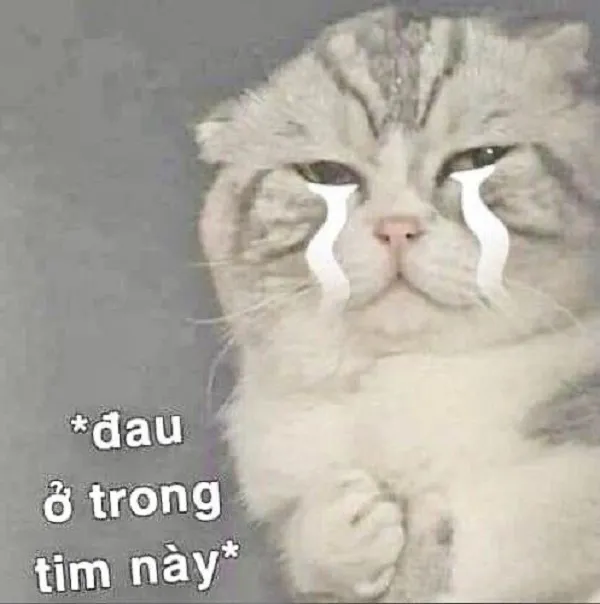 Khám phá loạt meme đau tim 108+ khiến bạn cười ra nước mắt Khám phá loạt meme đau tim 108+ khiến bạn cười ra nước mắt