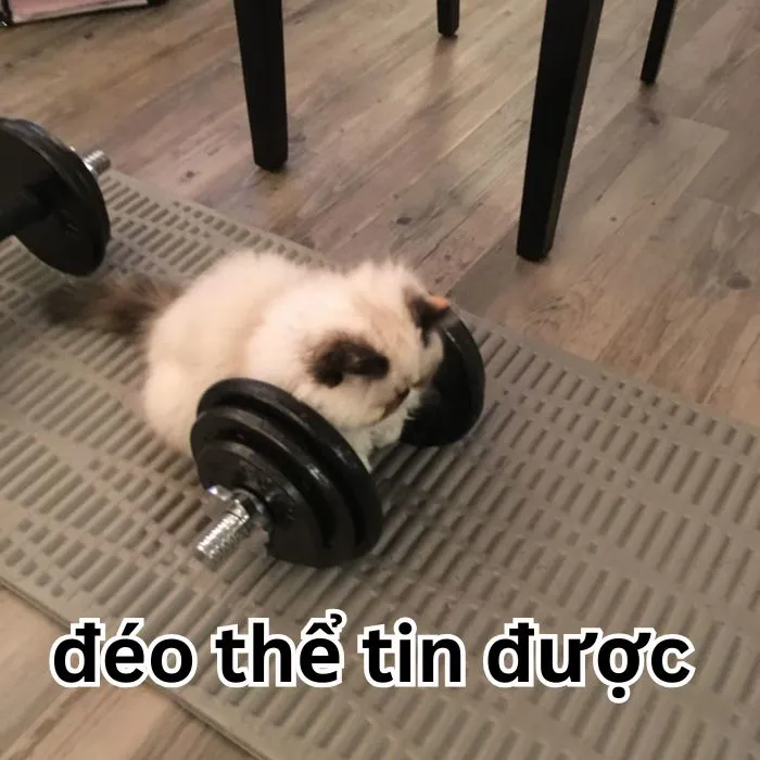 Tuyển tập 138+ meme đéo tin gây cười cực mạnh Tuyển tập 138+ meme đéo tin gây cười cực mạnh