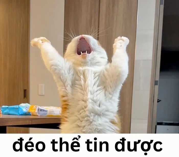 Tuyển tập 138+ meme đéo tin gây cười cực mạnh Tuyển tập 138+ meme đéo tin gây cười cực mạnh