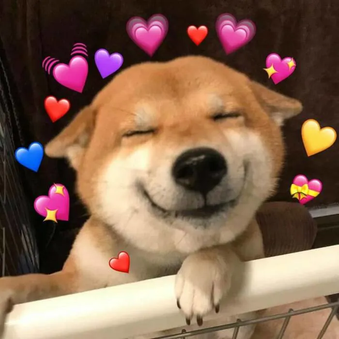 Tổng hợp 150+ meme dog siêu hài hước làm bạn cười ra nước mắt