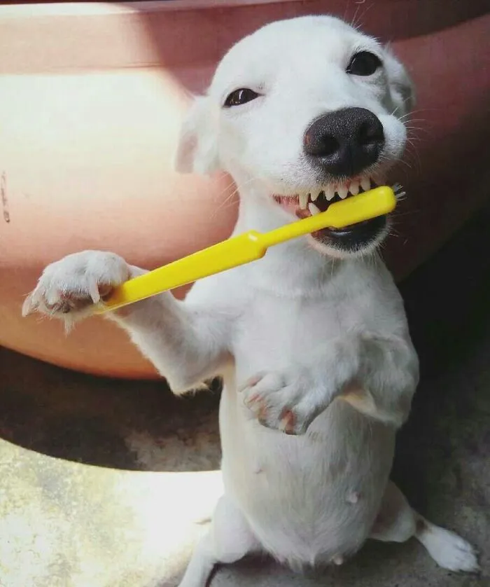 Tổng hợp 150+ meme dog siêu hài hước làm bạn cười ra nước mắt