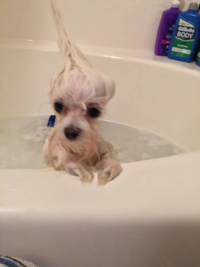 Tổng hợp 150+ meme dog siêu hài hước làm bạn cười ra nước mắt