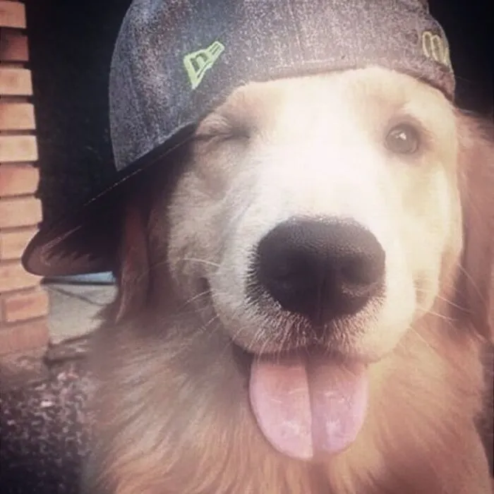 Tổng hợp 150+ meme dog siêu hài hước làm bạn cười ra nước mắt