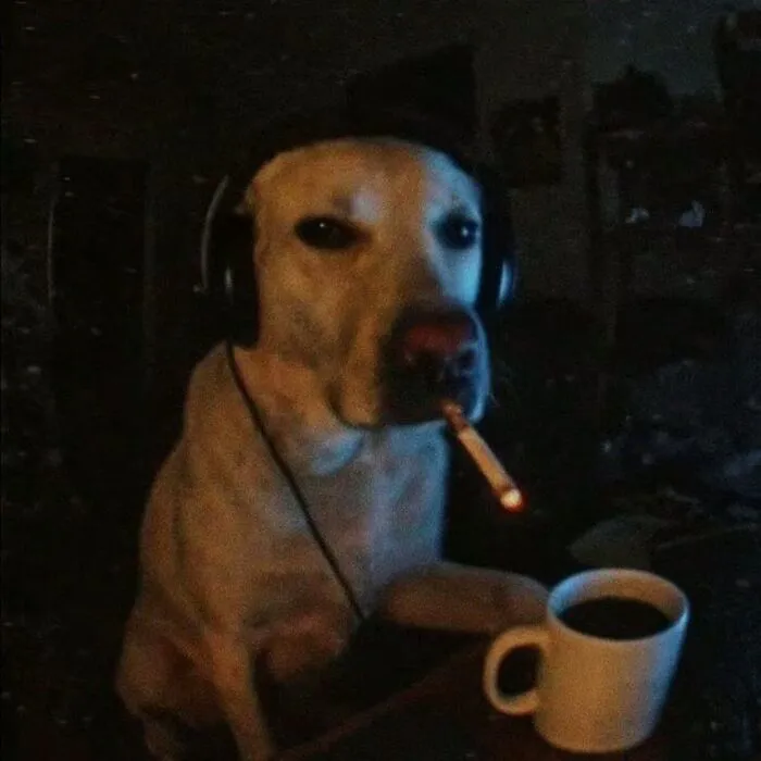 Tổng hợp 150+ meme dog siêu hài hước làm bạn cười ra nước mắt