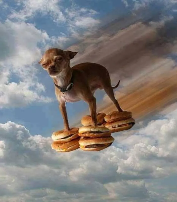 Tổng hợp 150+ meme dog siêu hài hước làm bạn cười ra nước mắt