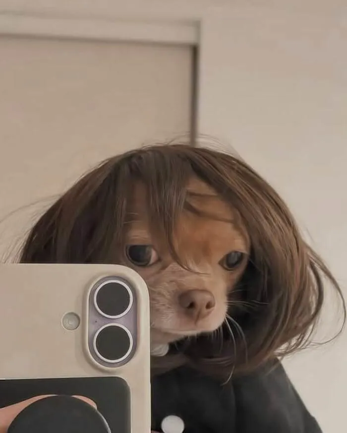 Tổng hợp 150+ meme dog siêu hài hước làm bạn cười ra nước mắt