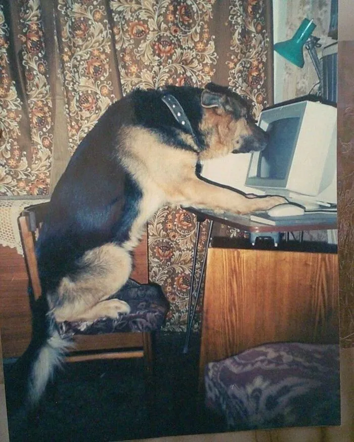 Tổng hợp 150+ meme dog siêu hài hước làm bạn cười ra nước mắt