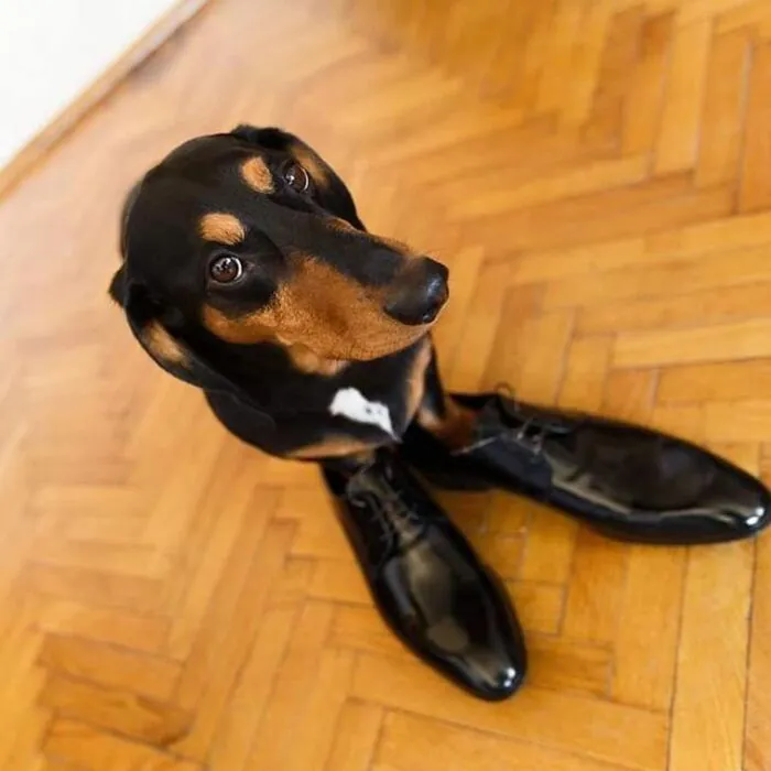 Tổng hợp 150+ meme dog siêu hài hước làm bạn cười ra nước mắt