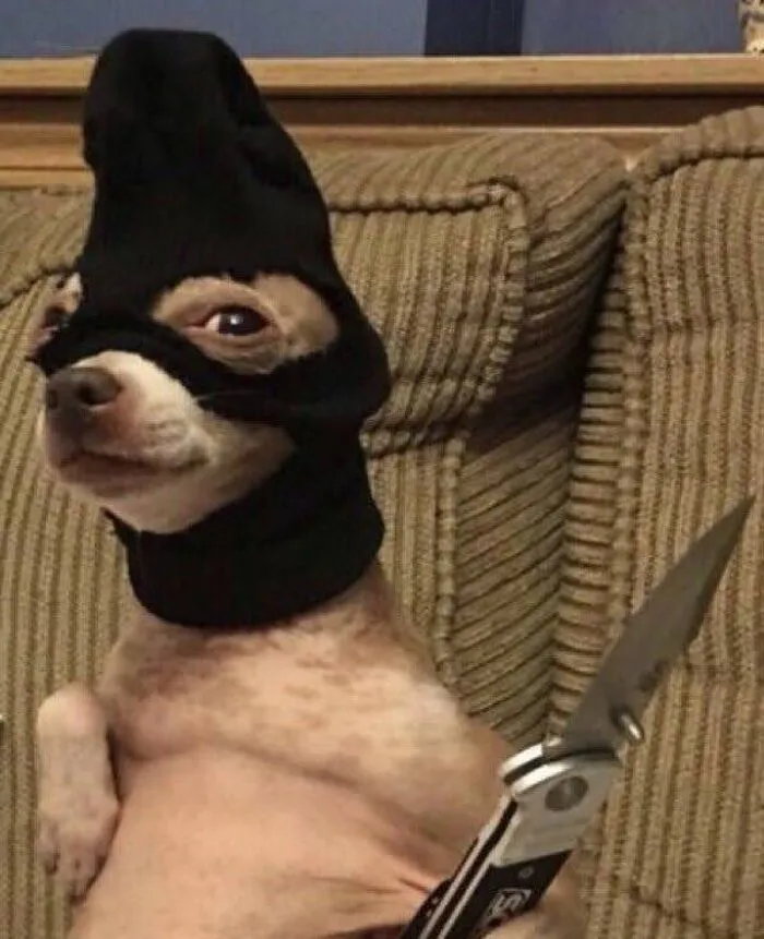 Tổng hợp 150+ meme dog siêu hài hước làm bạn cười ra nước mắt