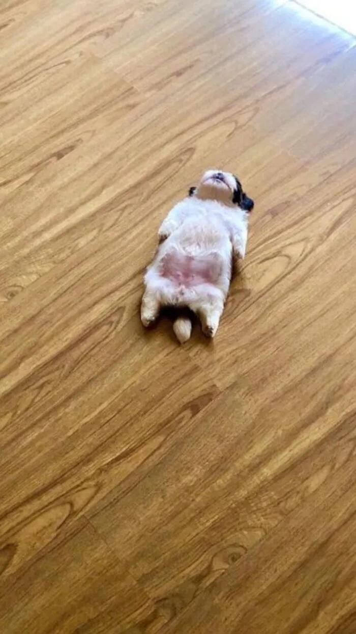 Tổng hợp 150+ meme dog siêu hài hước làm bạn cười ra nước mắt
