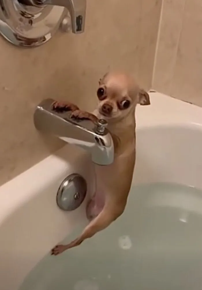 Tổng hợp 150+ meme dog siêu hài hước làm bạn cười ra nước mắt