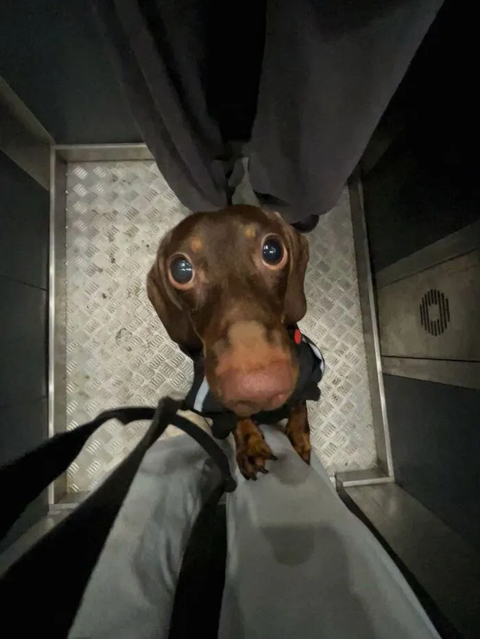 Tổng hợp 150+ meme dog siêu hài hước làm bạn cười ra nước mắt