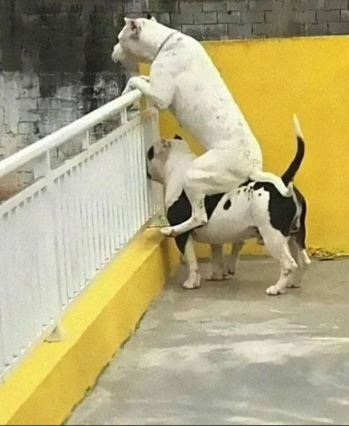 Tổng hợp 150+ meme dog siêu hài hước làm bạn cười ra nước mắt