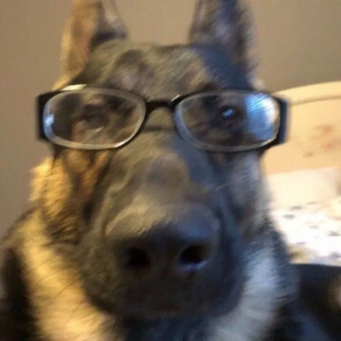 Tổng hợp 150+ meme dog siêu hài hước làm bạn cười ra nước mắt