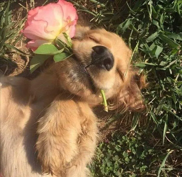 Tổng hợp 150+ meme dog siêu hài hước làm bạn cười ra nước mắt