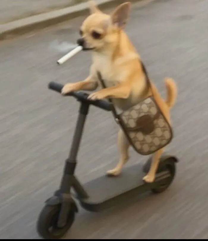 Tổng hợp 150+ meme dog siêu hài hước làm bạn cười ra nước mắt