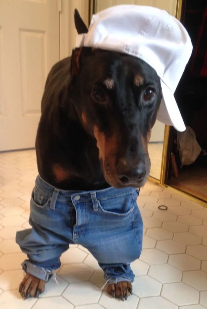 Tổng hợp 150+ meme dog siêu hài hước làm bạn cười ra nước mắt