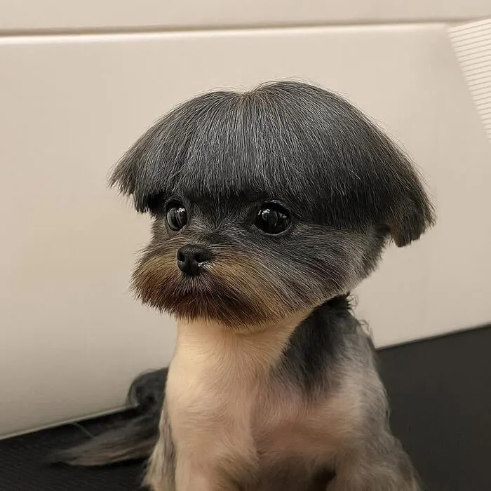 Tổng hợp 150+ meme dog siêu hài hước làm bạn cười ra nước mắt