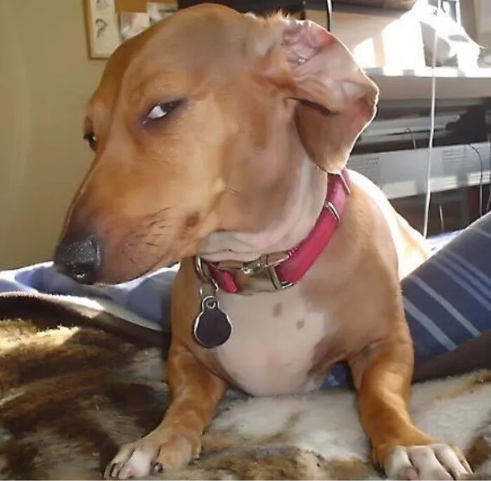 Tổng hợp 150+ meme dog siêu hài hước làm bạn cười ra nước mắt