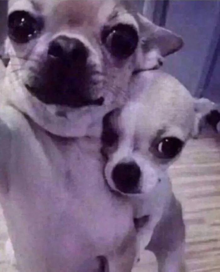 Tổng hợp 150+ meme dog siêu hài hước làm bạn cười ra nước mắt