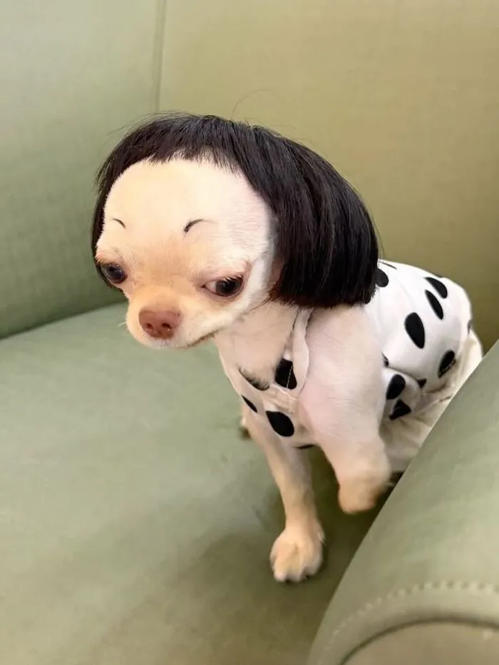 Tổng hợp 150+ meme dog siêu hài hước làm bạn cười ra nước mắt