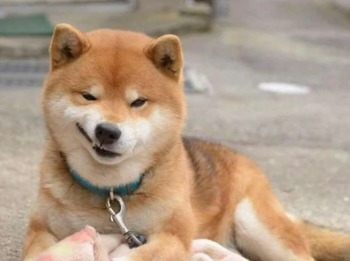 Tổng hợp 150+ meme dog siêu hài hước làm bạn cười ra nước mắt