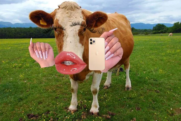 108+ meme động vật hài hước cười ra nước mắt 108+ meme động vật hài hước cười ra nước mắt
