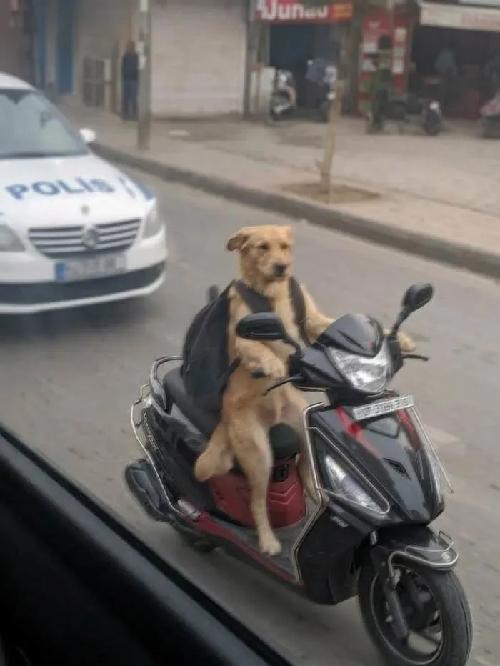 108+ meme động vật hài hước cười ra nước mắt 108+ meme động vật hài hước cười ra nước mắt