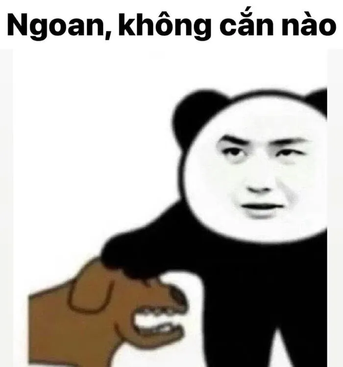 145+ meme gấu trúc siêu hài hước bạn không thể bỏ lỡ