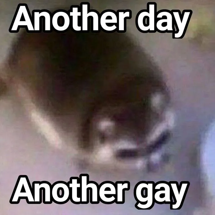 Tuyển chọn 188+ meme gay hài hước, độc đáo nhất