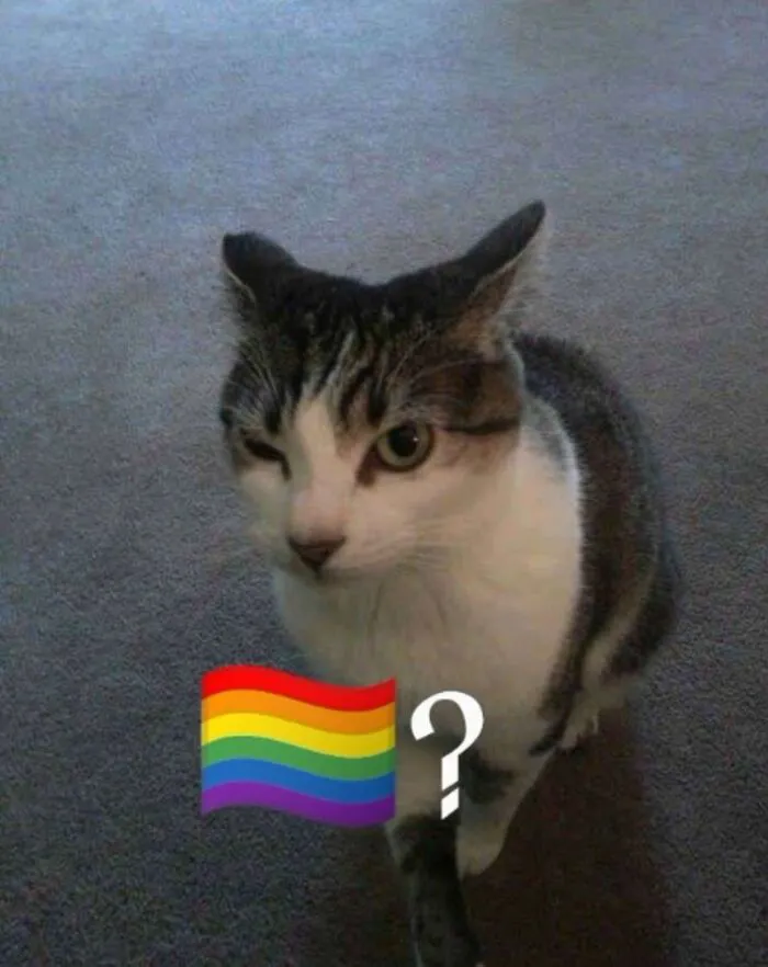 Tuyển chọn 188+ meme gay hài hước, độc đáo nhất