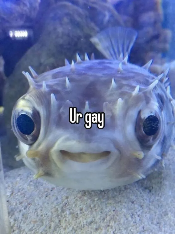 Tuyển chọn 188+ meme gay hài hước, độc đáo nhất