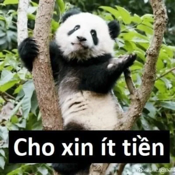Khám phá 108+ meme hài hước, giải trí cực đã Khám phá 108+ meme hài hước, giải trí cực đã